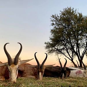 Hunt Springbok Slam in South Africa