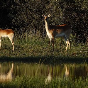 Female Lechwe & Younster South Africa