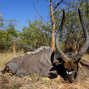 Hunt Nyala in Zambia