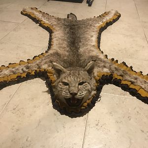 Bobcat Rug Taxidermy