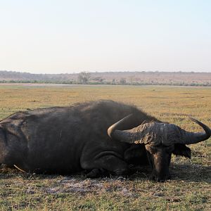 Namibia Hunt Cape Buffalo