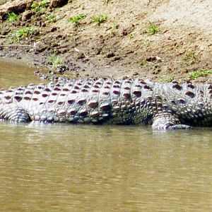 Crocodile Namibia