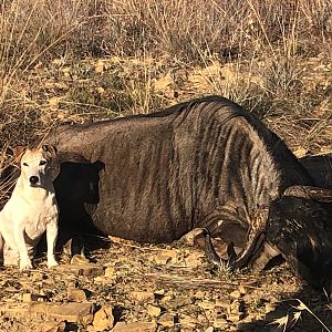 Hunting Blue Wildebeest in South Africa