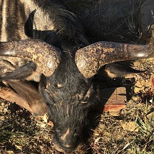 Blue Wildebeest Hunt South Africa