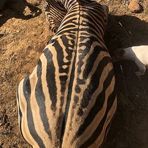 South Africa Hunting Burchell's Plain Zebra