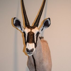 Gemsbok Shoulder Mount Taxidermy