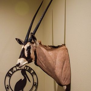 Gemsbok Shoulder Mount Taxidermy