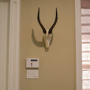 Blesbok European Skull Mount Taxidermy