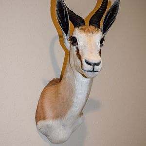 Springbok Shoulder Mount Taxidermy