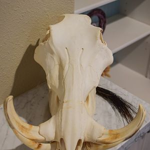 Warthog European Skull Mount Taxidermy