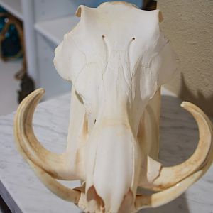 Warthog European Skull Mount Taxidermy