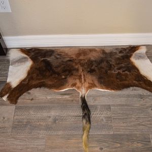 Blesbok Backskin Taxidermy