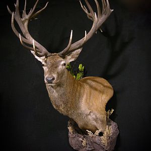 Red Stag Wall Pedestal Mount Taxidermy