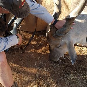 Hunt Eland in South Africa