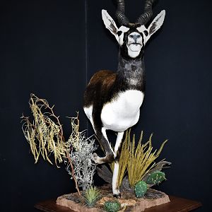 Blackbuck Antelope Half Mount Taxidermy