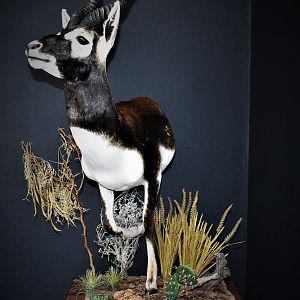 Blackbuck Antelope Half Mount Taxidermy