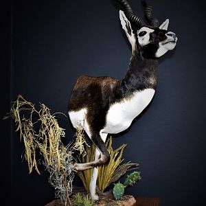 Blackbuck Antelope Half Mount Taxidermy