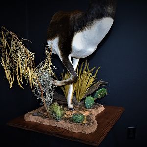 Blackbuck Antelope Half Mount Taxidermy