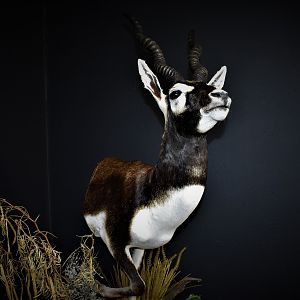 Blackbuck Antelope Half Mount Taxidermy