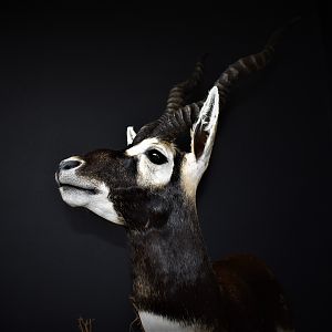 Blackbuck Antelope Half Mount Taxidermy