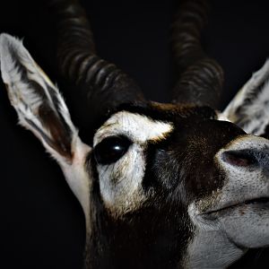 Blackbuck Antelope Half Mount Taxidermy