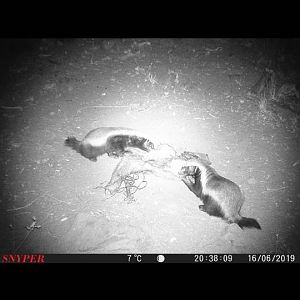 African Honey Badger Trail Cam Pictures South Africa