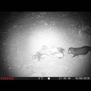 Mongoose Trail Cam Pictures South Africa