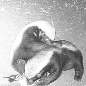 African Honey Badger Trail Cam Pictures South Africa