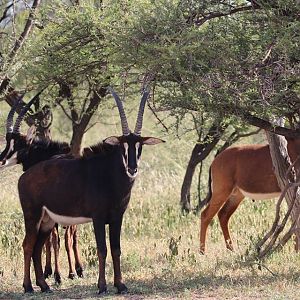 Sable Antelopes South Africa