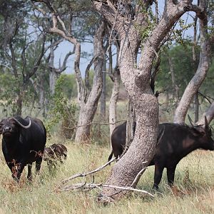 Cape Buffalo Herd South Africa