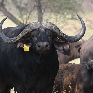 Cape Buffalo Herd South Africa