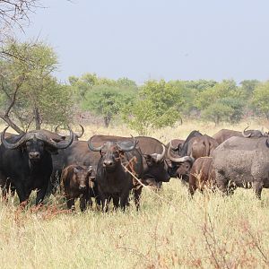 Cape Buffalo Herd South Africa