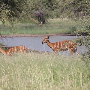 Nyala Female South Africa