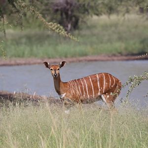 Nyala Female South Africa