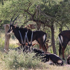 Sable Antelopes South Africa