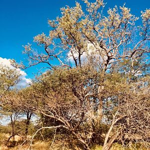 South Africa Landscape