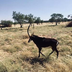 Sable South Africa