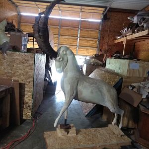 Ibex Taxidermy Process