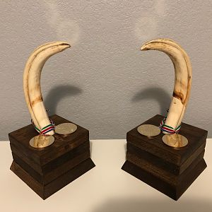 Warthog Tusk Display Taxidermy