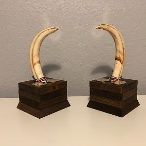 Warthog Tusk Display Taxidermy