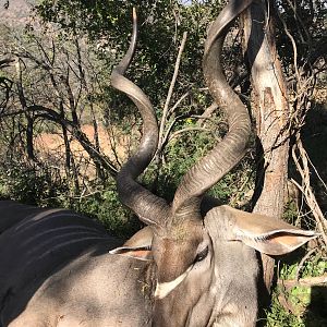 Kudu Hunt South Africa