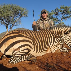 Mountain zebra