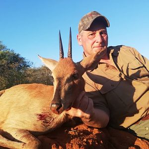 Grey duiker