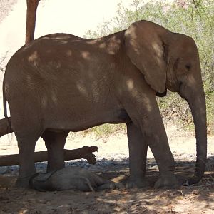 Elephant in Hoanib River Valley, Damaraland, Namibia