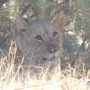 Lion in Hoanib River Valley, Damaraland, Namibia