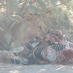 Lion in Hoanib River Valley, Damaraland, Namibia