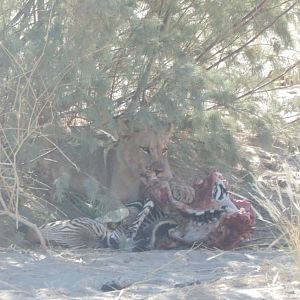 Lion in Hoanib River Valley, Damaraland, Namibia