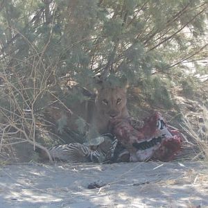 Lion in Hoanib River Valley, Damaraland, Namibia