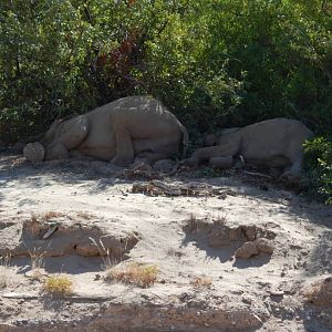 Elephant sleeping in Hoanib River Valley, Damaraland, Namibia