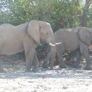 Elephant in Hoanib River Valley, Damaraland, Namibia